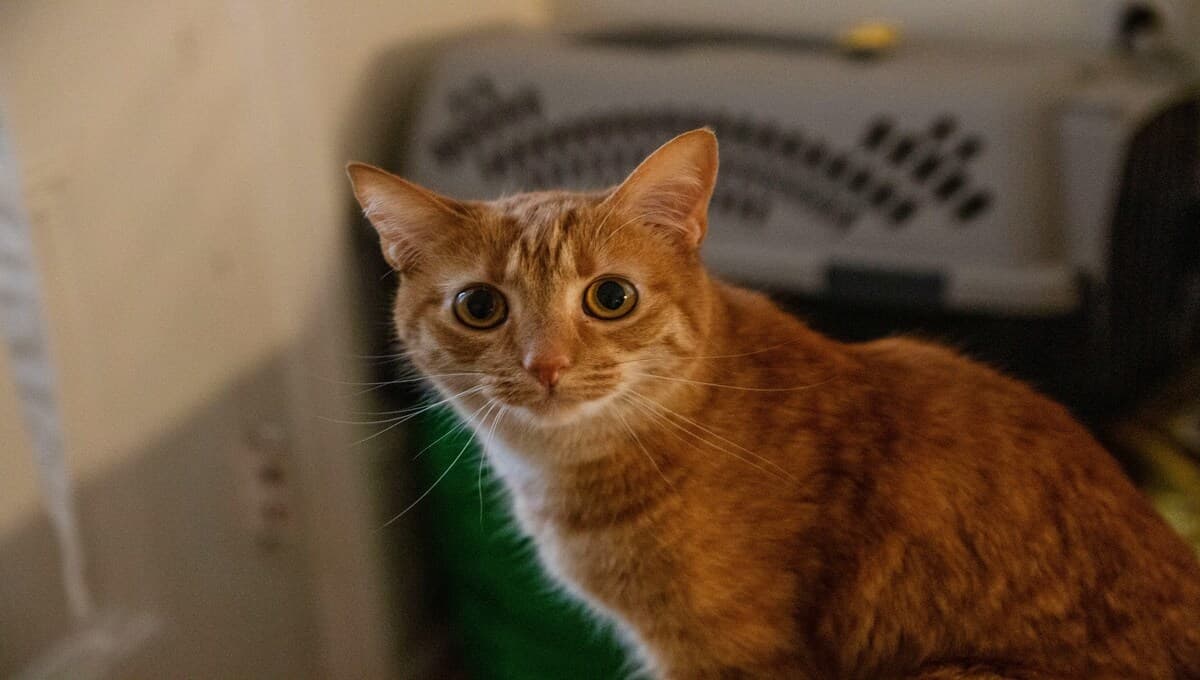 ¿Cómo te cuida tu gato según el tono de su pelaje?