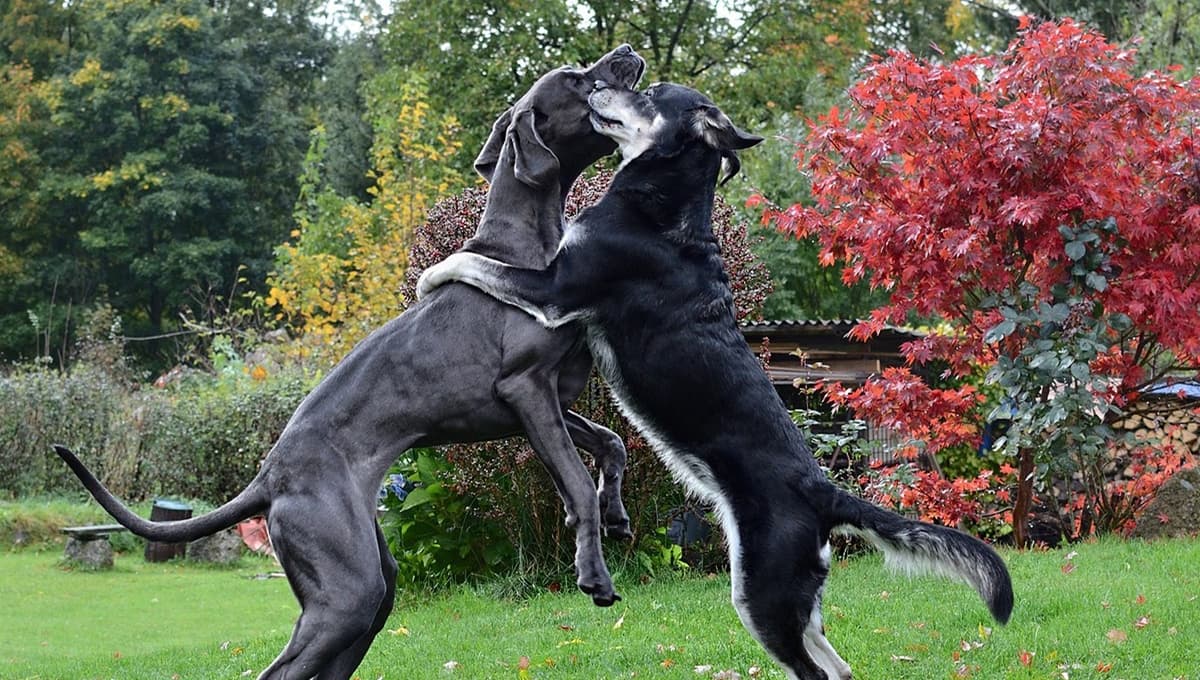 ¿Qué darle a un perro en estado de desnutrición?