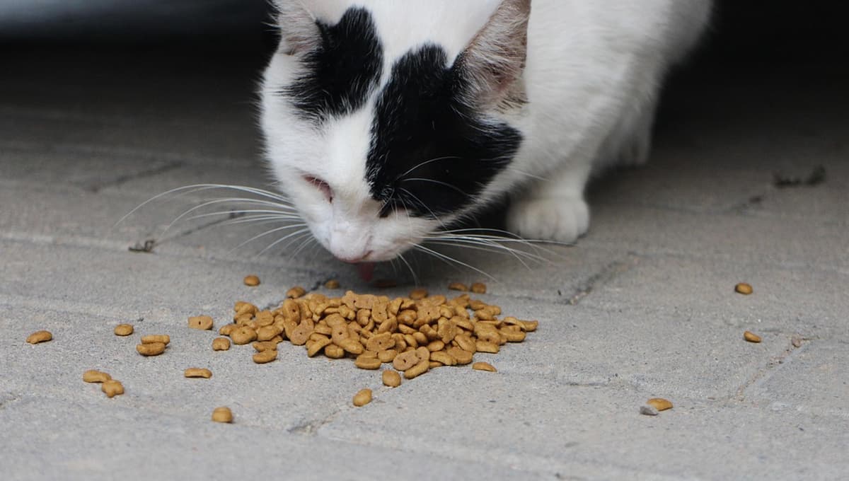 ALERTAN por alimento para cachorros y gatos por contaminación de salmonella