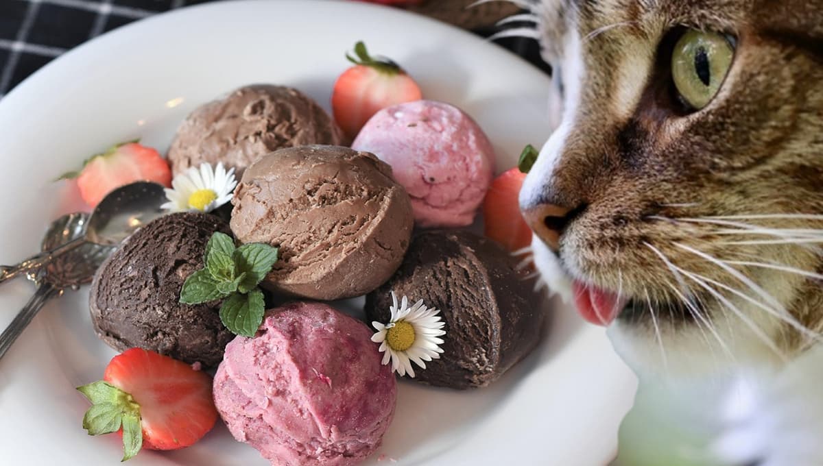 Cómo hacer helado para gatos con sólo dos ingredientes