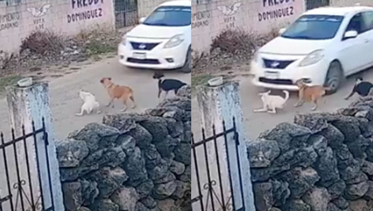 Piden JUSTICIA para perrito Iker tras ser brutalmente atropellado por su vecino