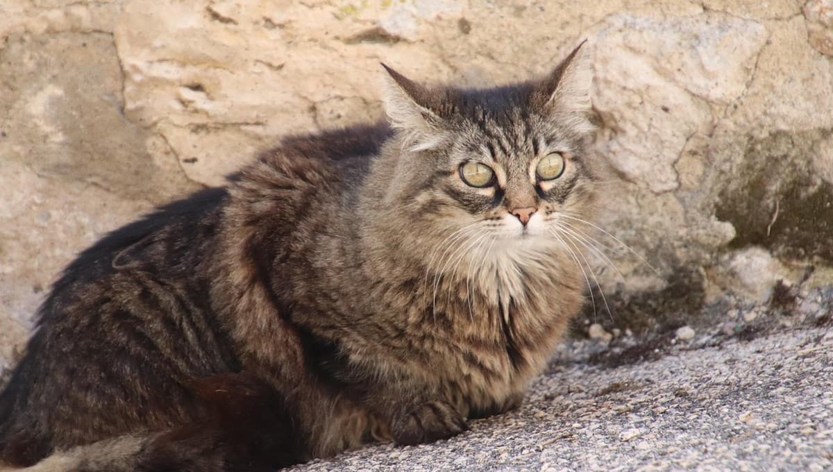 ¿Qué significa cuando un gato te ignora?