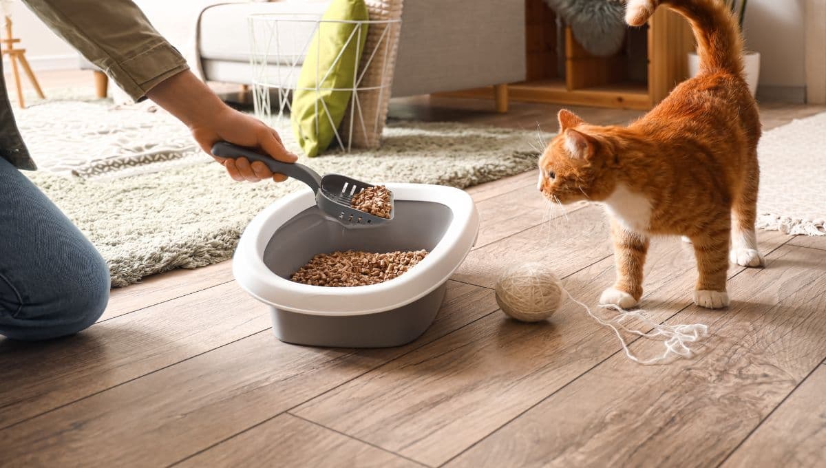 ¿Por qué mi gato se hace fuera del arenero?