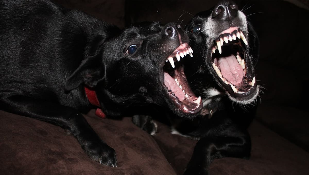 Exigen JUSTICIA por perritos torturados de forma INHUMANA en Puebla