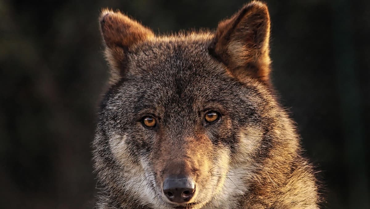 Alpha: ¿Qué raza de perro es el que aparece en la película?