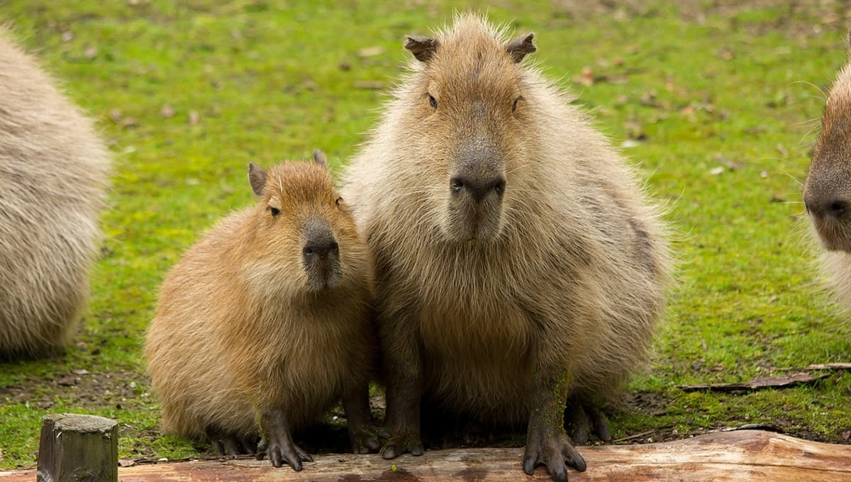 Capibaras en zoológico de Morelia: precio, horario y cómo acceder a acariciarlos