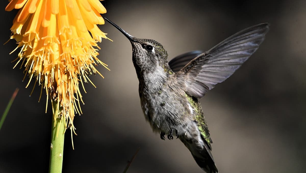 ¿Cuál es el color de flor favorito de un colibrí?
