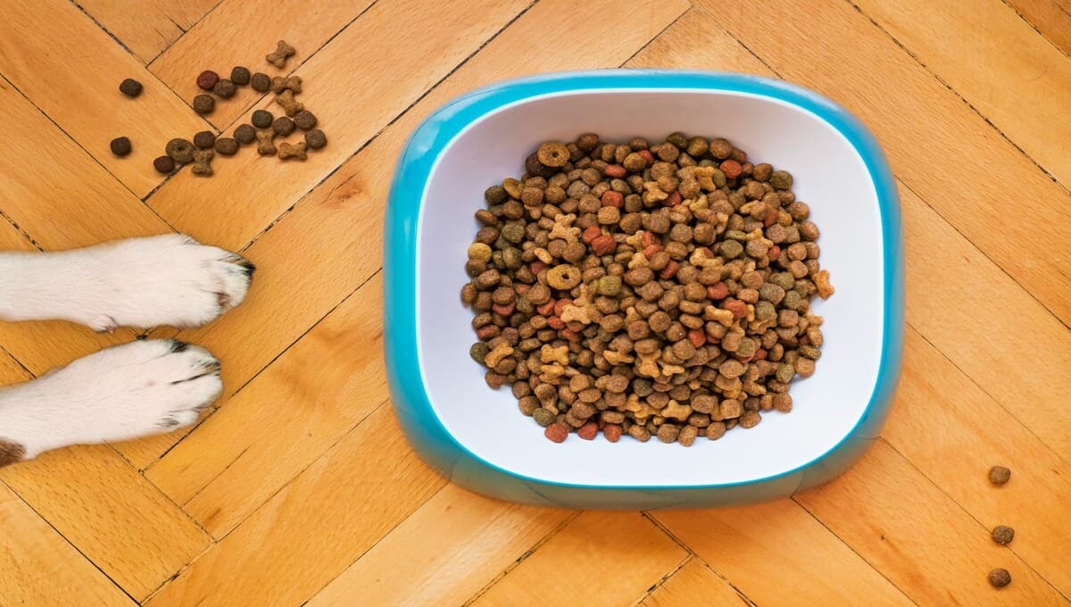 ¿Cuál es la mejor hora para darle de comer a tu perro?