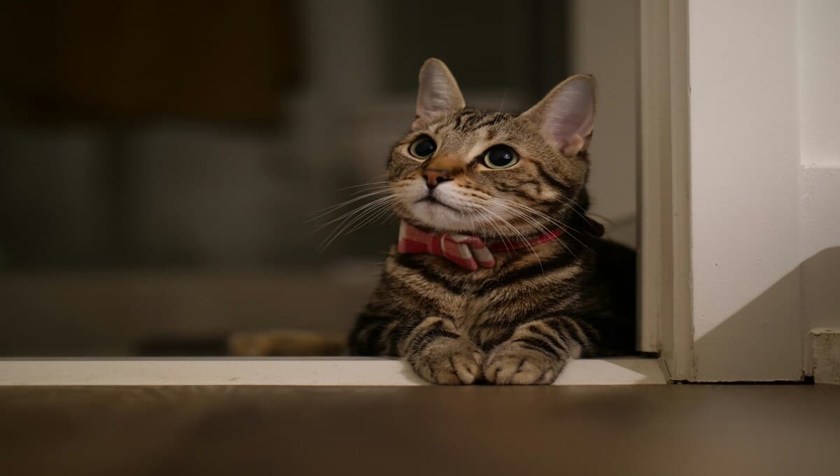 ¿Cuál es el significado de que tu gato tosa, según los veterinarios?