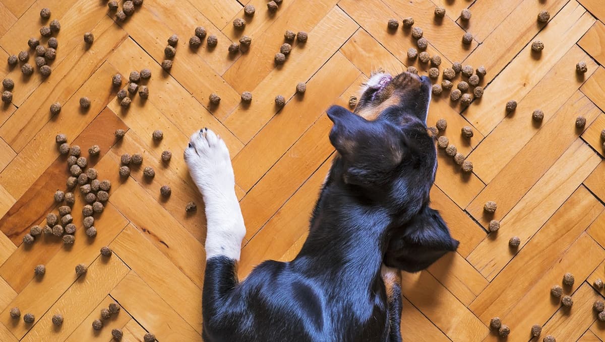 Expertos revelan cuál es la mejor hora para alimentar a tu perro y cuidar su salud