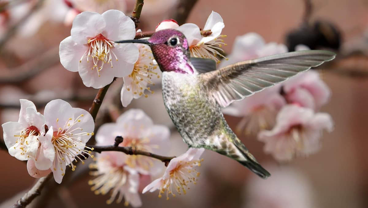 3 flores bonitas que debes tener en tu jardín para atraer colibríes