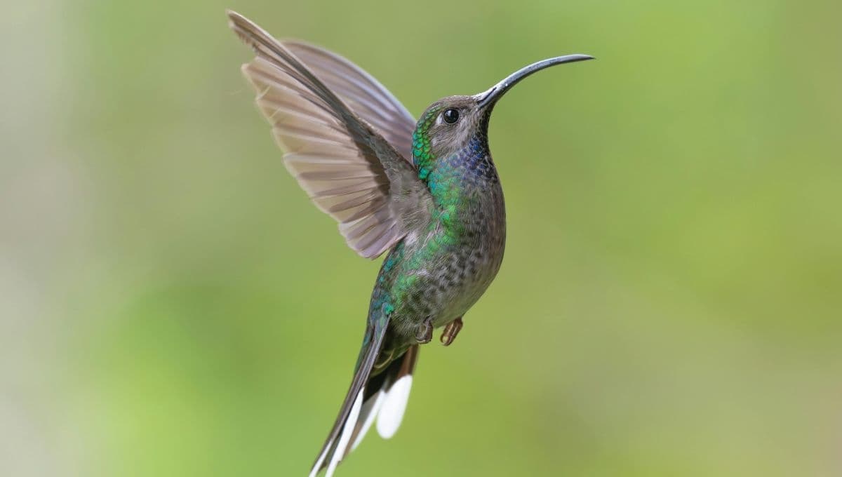 ¿Cuál es la flor que más le gusta al colibrí?