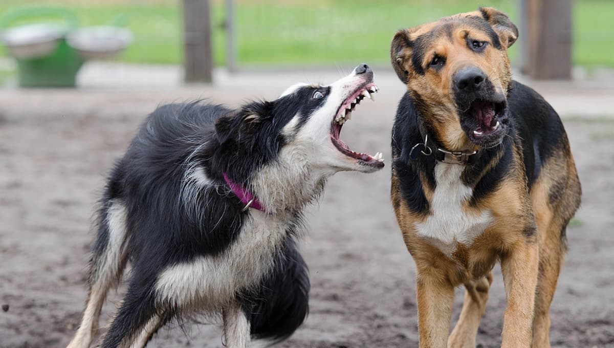 Top 3 perros que más años viven: serán tus compañeros mucho tiempo