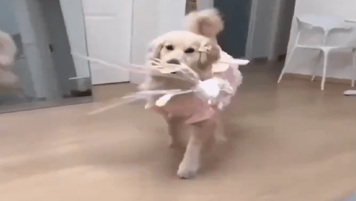 Perrita se disfraza de hada y conmueve las redes; disfruta el VIDEO