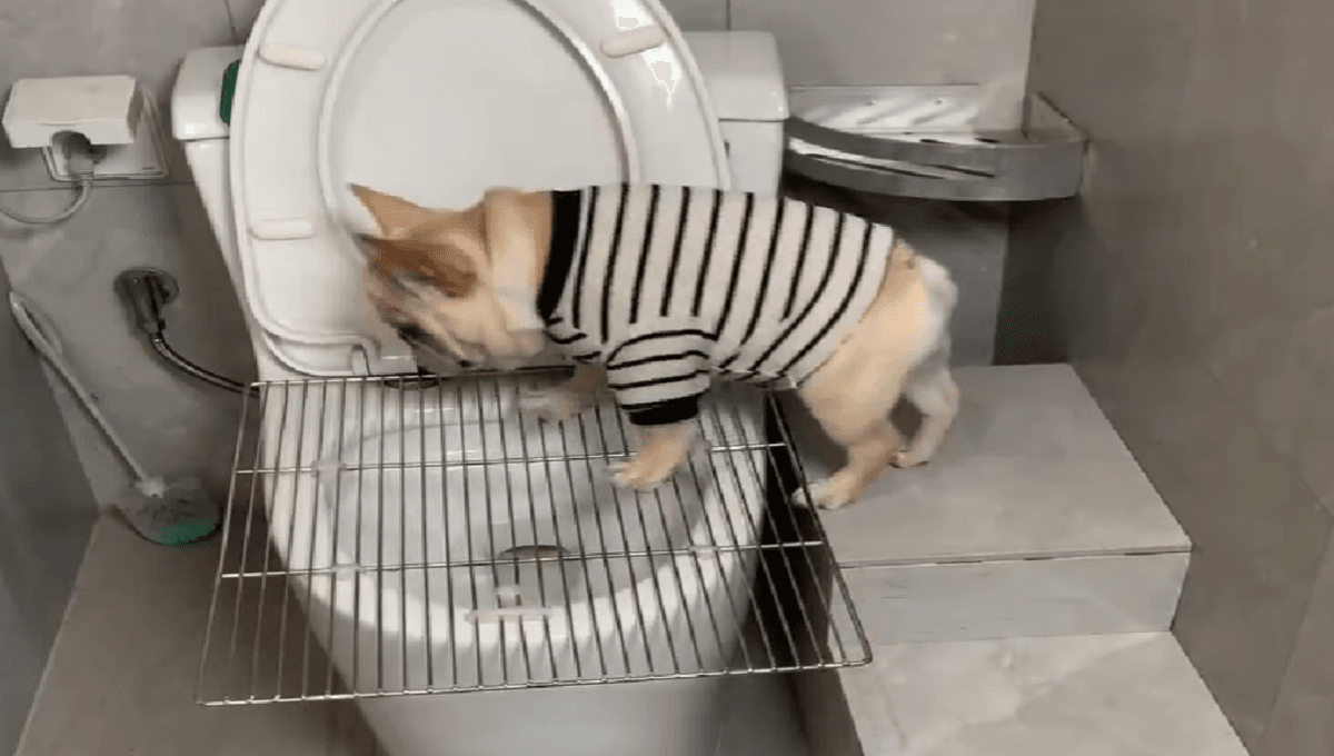 VIDEO: Perrito "hace del baño" en un inodoro y sorprende a sus dueños