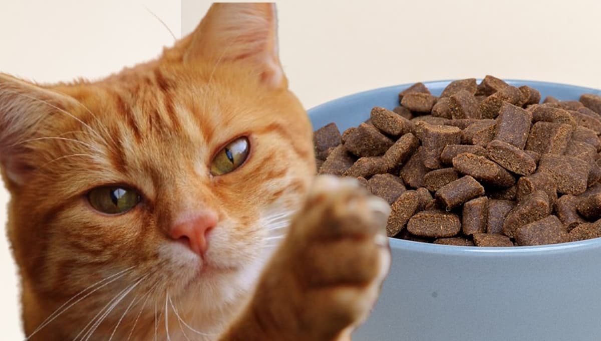 ¿Cuáles son las croquetas de mejor calidad para gatos?