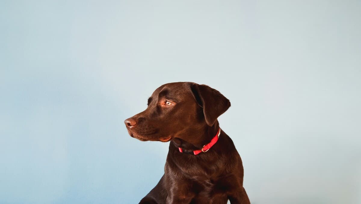 ¿Qué debes darle de comer a tu perro para que viva más tiempo?