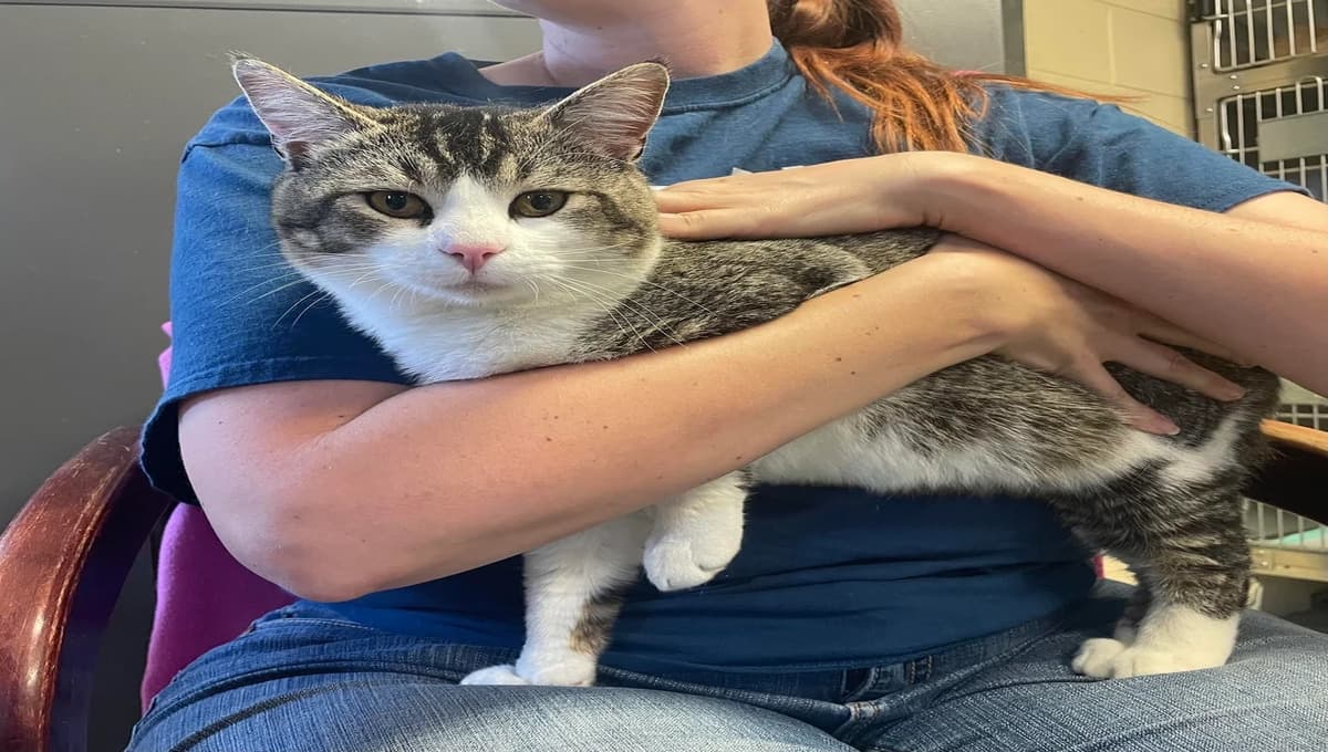 La emotiva carta con la que un niño se despidió de su gato