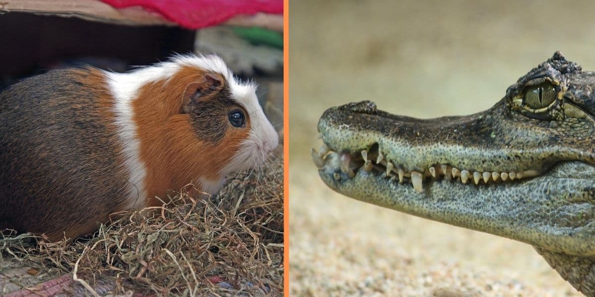 Animales con C: Conoce a estas increíbles criaturas que comienzan con la letra C