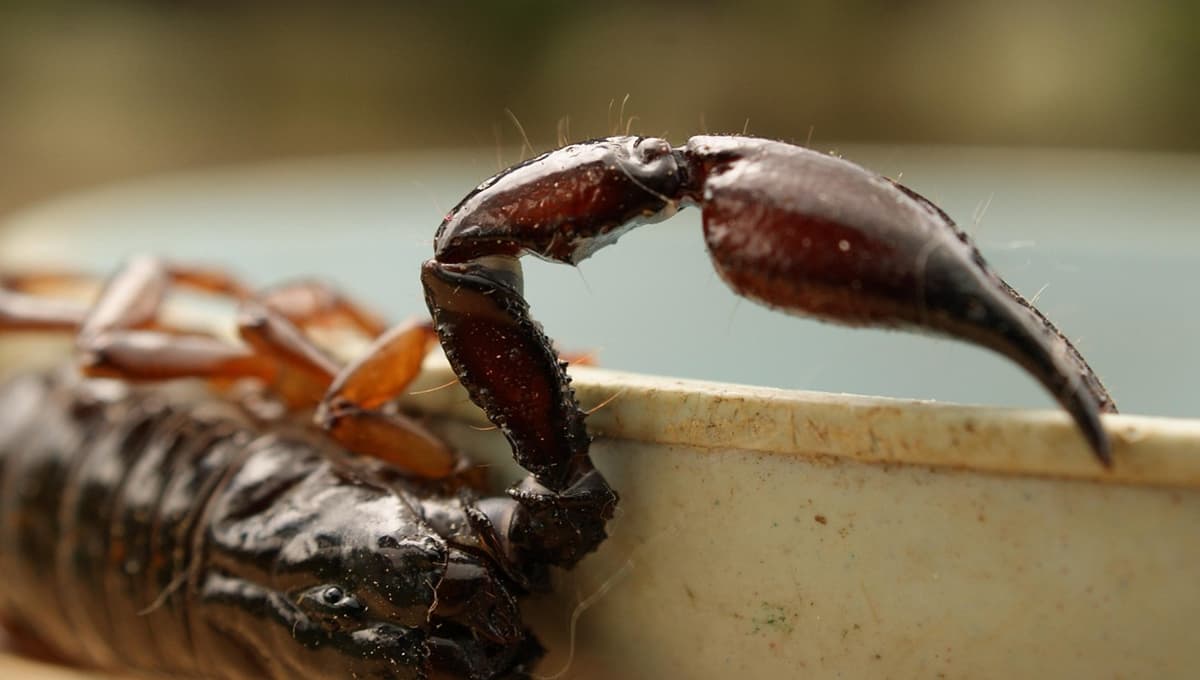 ¿Qué significa encontrar alacranes en el baño?