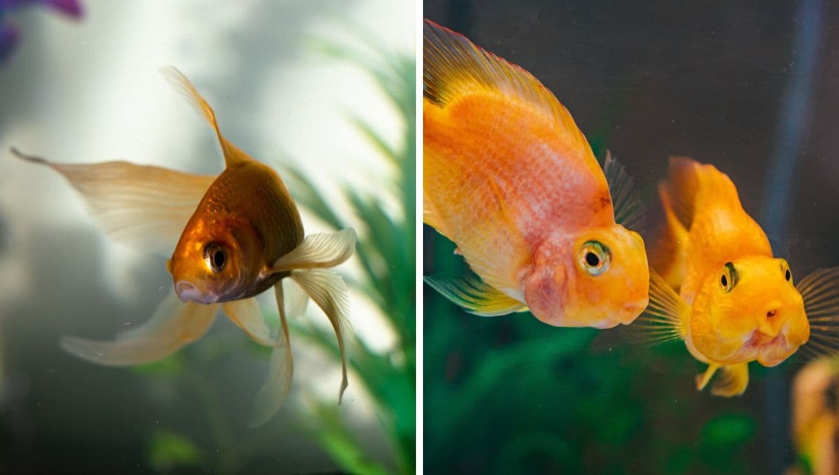 ¿Cómo entretener a mis peces?