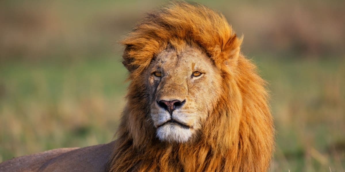 ¿Qué comen los animales carnívoros? Ejemplos y características