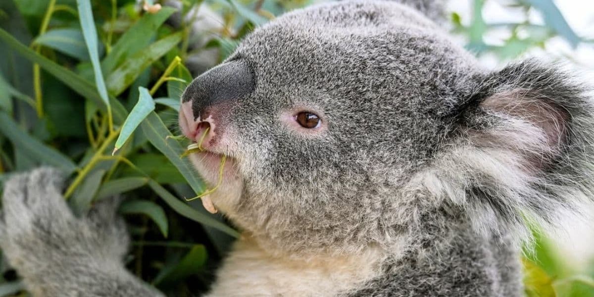 ¿Qué comen los animales herbívoros? Todo lo que debes saber sobre su alimentación