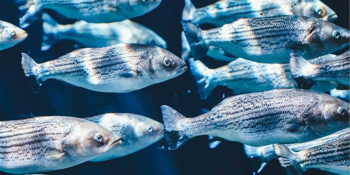 ¿Qué comen los animales que viven en el agua?