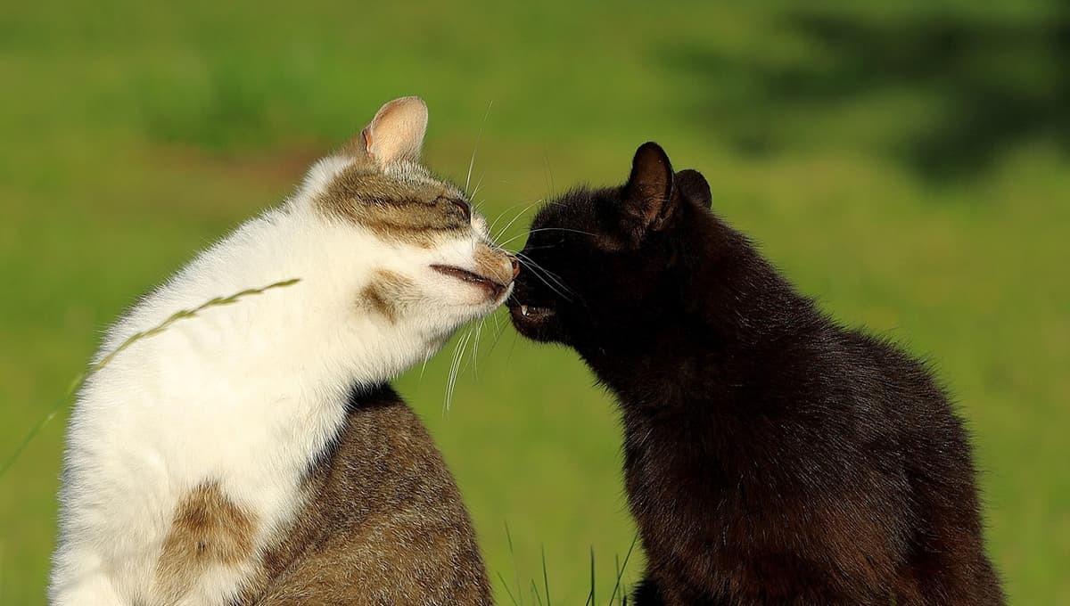 ¿Qué significa que tu gato te muerda? El mensaje oculto que te quiere dar