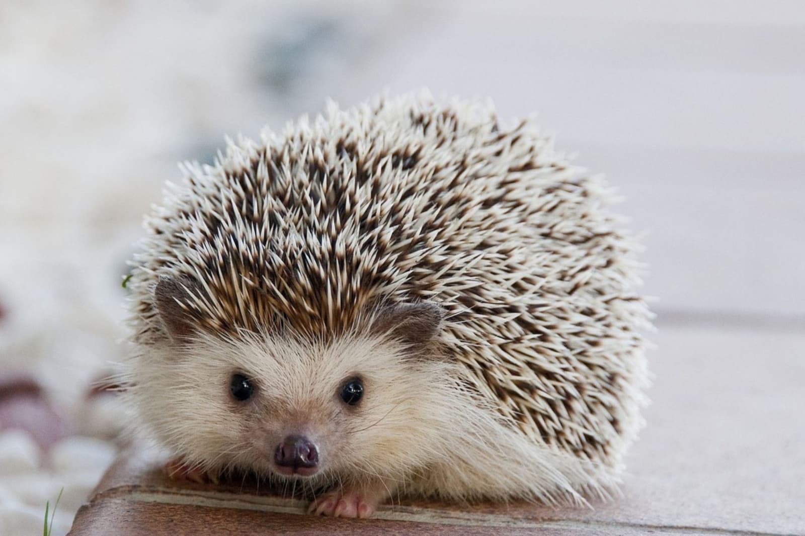 Animales con E: Especies sorprendentes que empiezan con esta letra