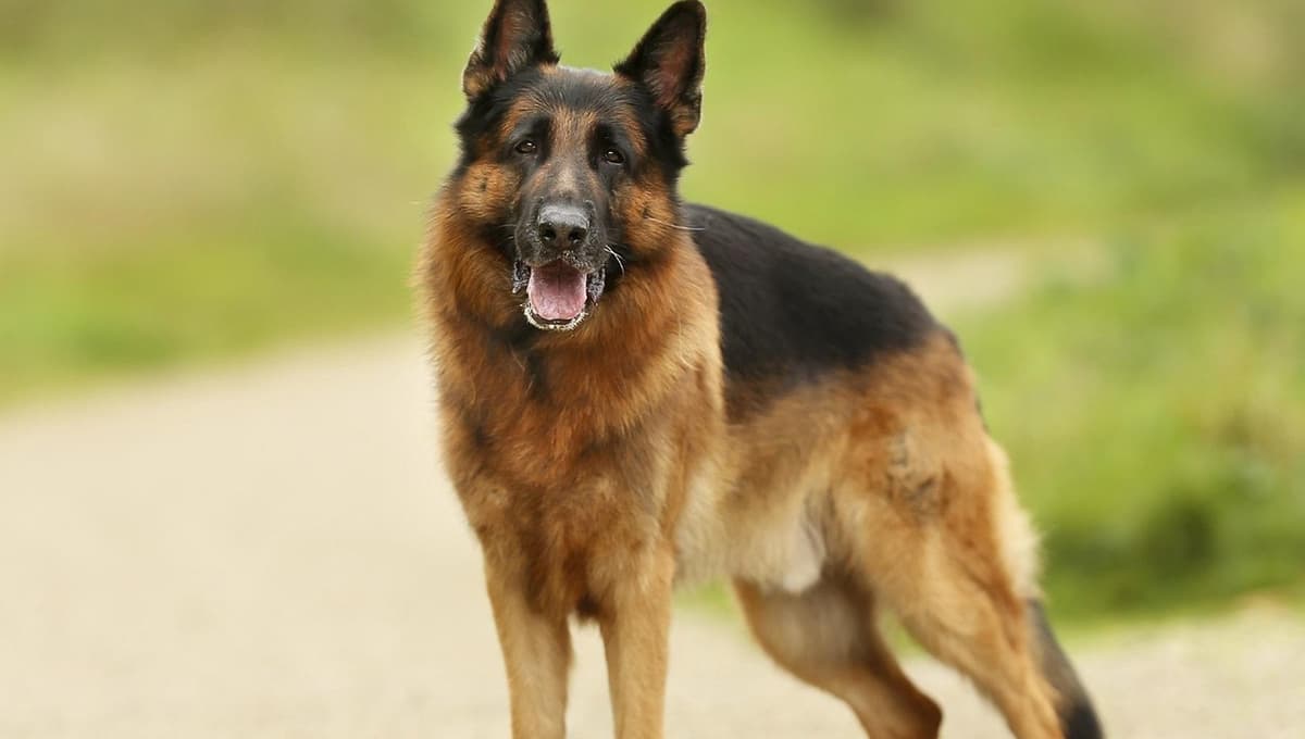 Los 5 mejores perros GUARDIANES, según Chat GPT