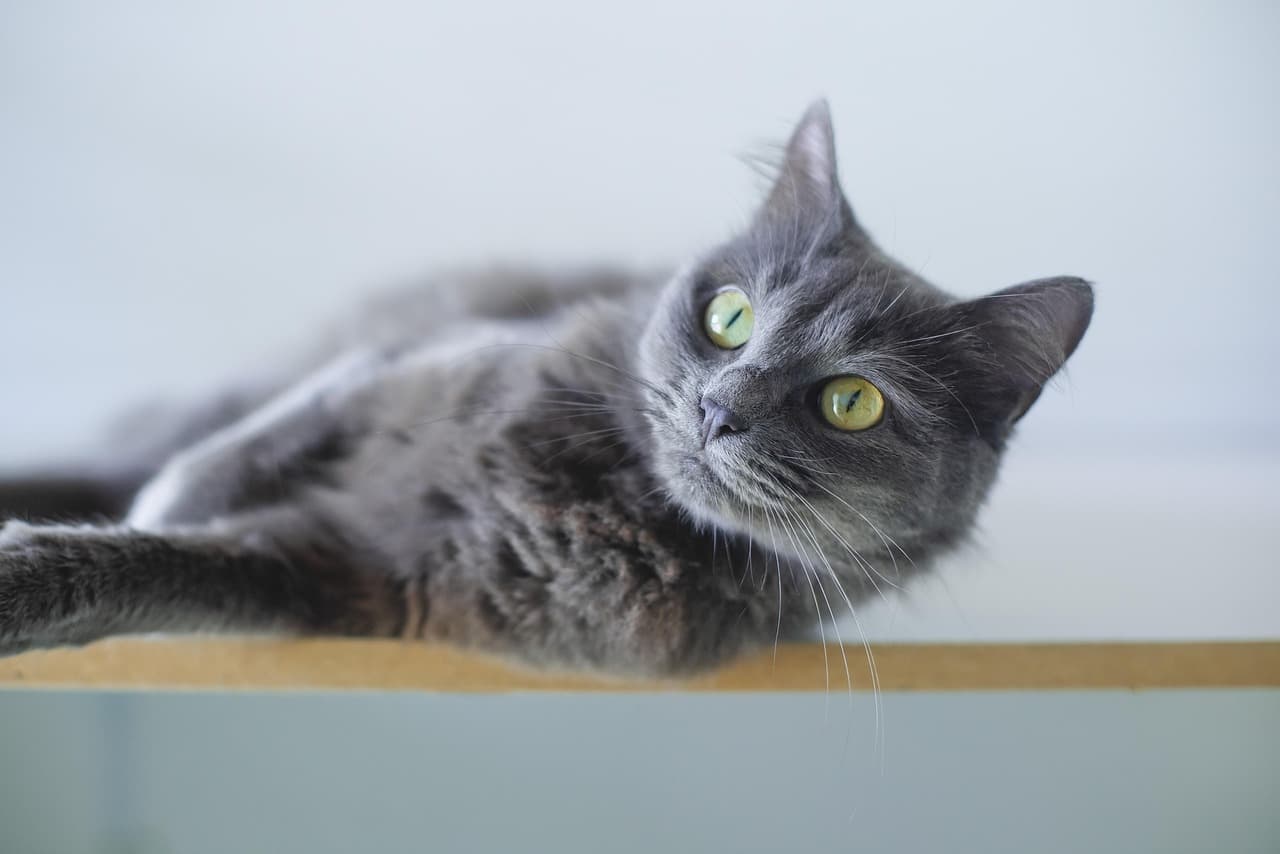 10 nombres para gatos grises, bonitos y elegantes