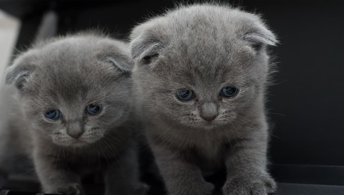 ¿Qué significa cuando mi gato maúlla mucho sin razón?