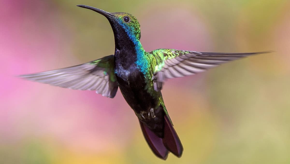 ¿Qué tan bueno es darle agua con azúcar a los colibríes?