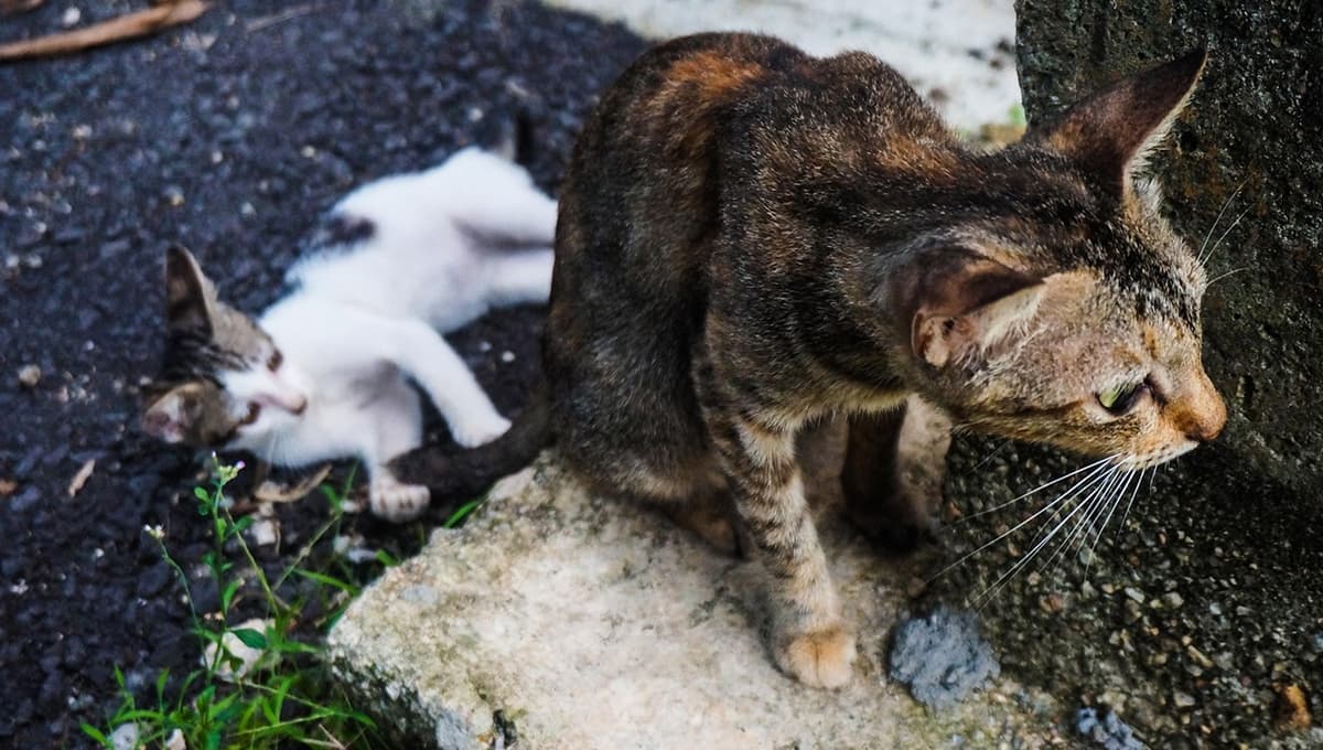 Adoptatón CDMX Mayo 2025: fecha, horarios y actividades del evento para adoptar perros y gatos