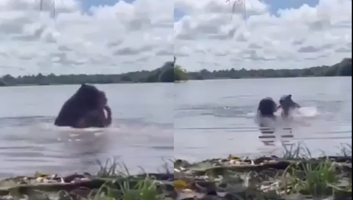 VIDEO desmiente que los capibaras sean amigables: así fue el ataque a una turista