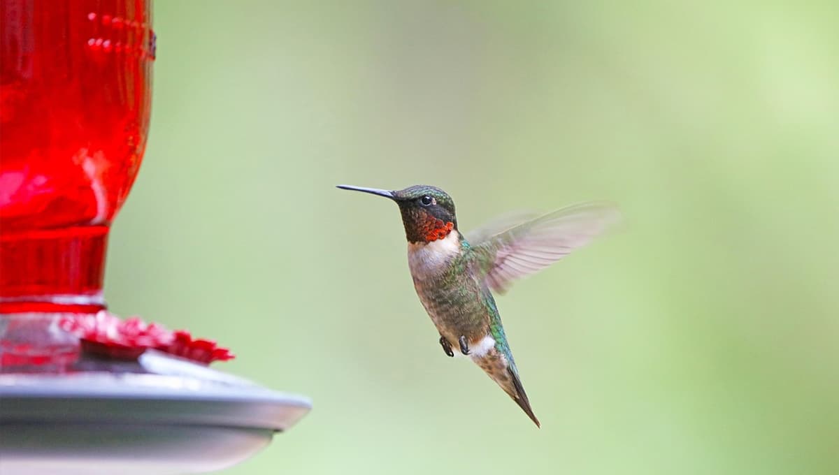 UNAM revela qué tan bueno es ponerle bebederos a los colibríes