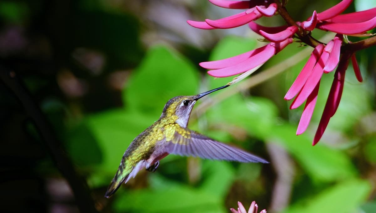 ¿Cuál es la diferencia de color entre los colibríes machos y hembras?