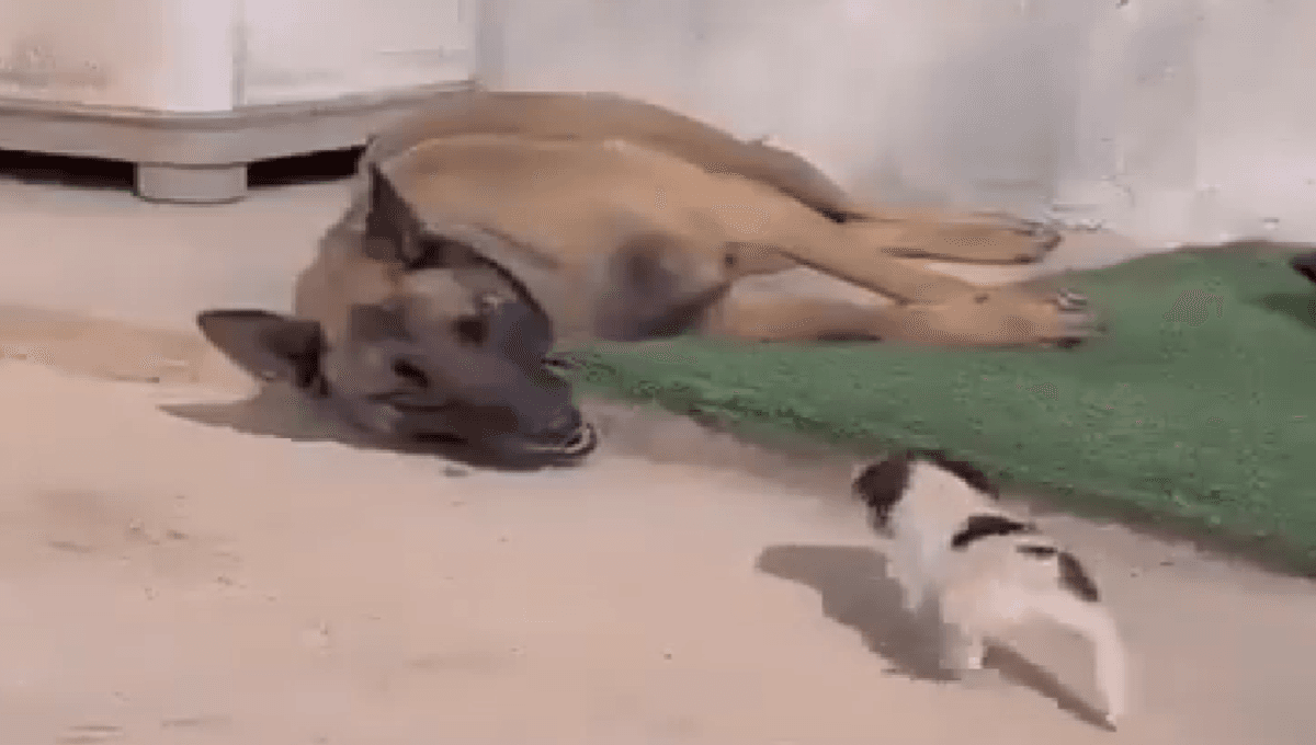 VIDEO: Cachorro pide ayuda a su padre luego de que sus hermanos quedaran atrapados