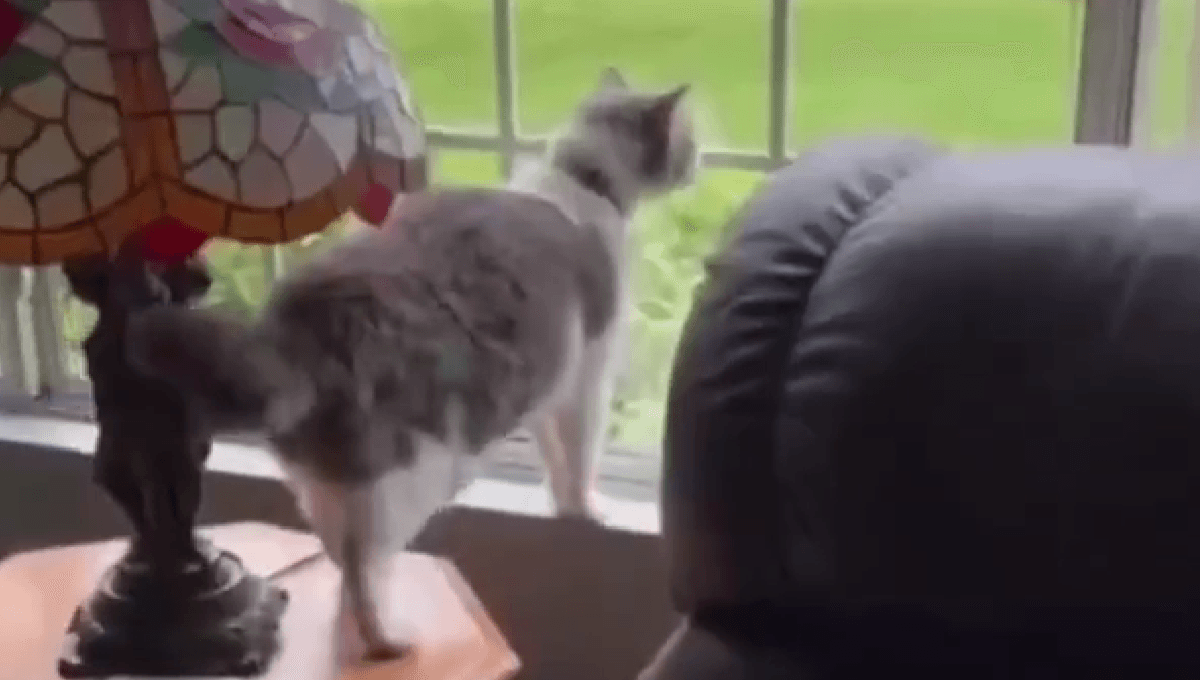 VIDEO: Gatito que se crió junto a perros "le ladra" a los gatos de su colonia