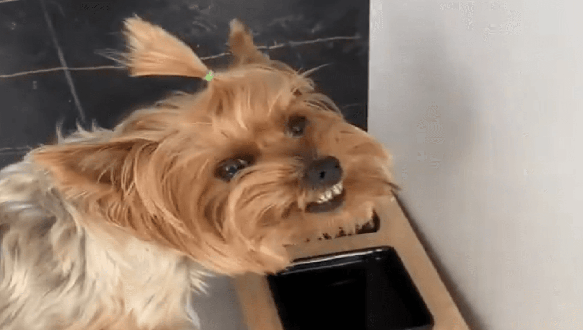 ¿Cómo reaccionan los perros a comida que les desagrada? Este VIDEO lo revela