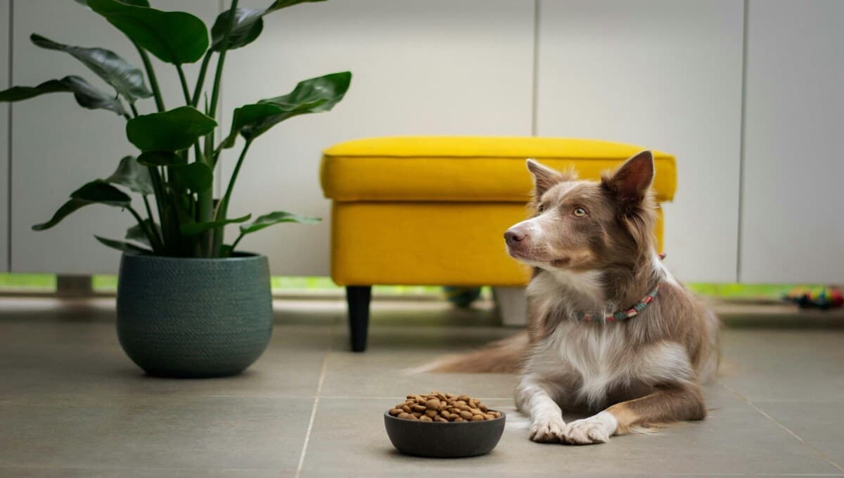 ¡Comienza a ahorrar! ¿Cuánto valdrá el alimento de tus mascotas al cierre del 2025?