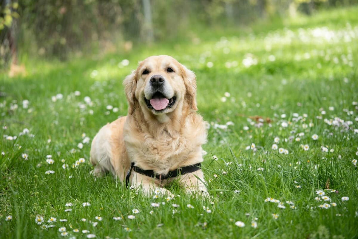 ¿Cómo hacer que tu perro haga de la pipí en el mismo lugar? Este es el truco