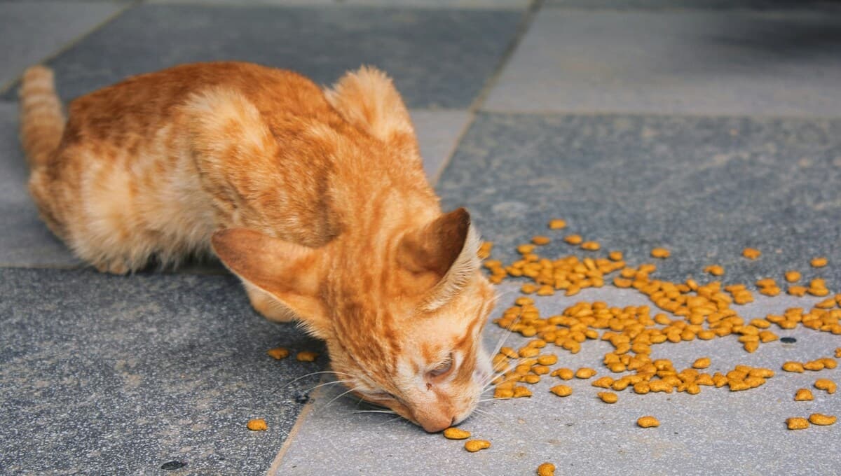 ¿Qué contienen las croquetas para gato? Profeco lo revela