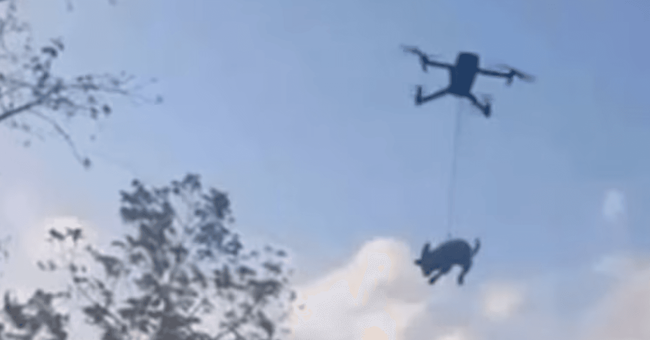 VIDEO: Elevan a un perro con un dron a más de 3 metros; exigen justicia