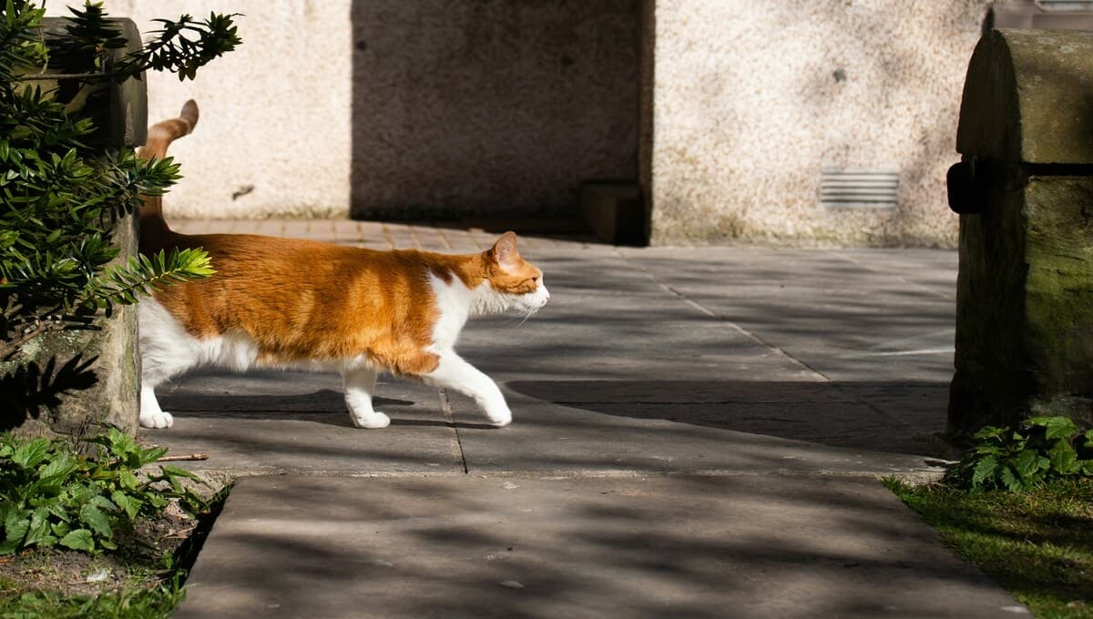 Alertan sobre pasear a gatos como perros en las calles