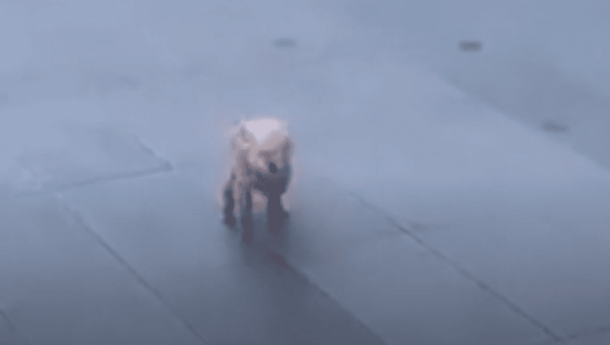 VIDEO: Perro lucha contra el fuerte viento en China y se vuelve viral
