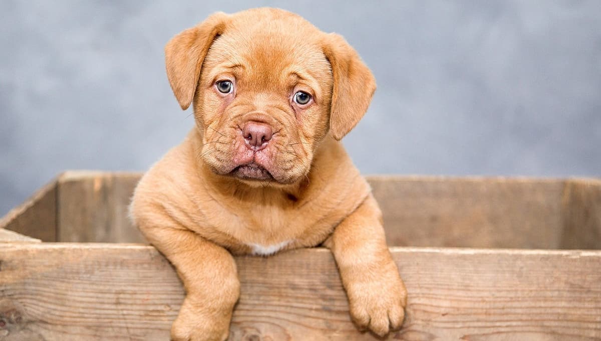Hospital veterinario de CDMX ofrece atención de bajo costo para tus mascotas