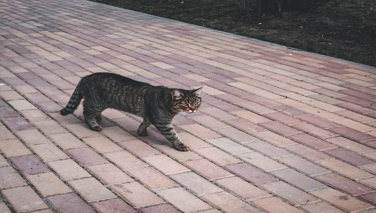 5 juguetes con rollos de papel que le puedes hacer a tu gato