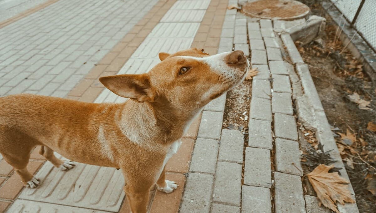 Adopta a un perro y ocho años después conoce un pasado inesperado